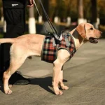 A+a Pets’ Multi Function Training Dog Lift Harness | Lightweight with All Around Support (L, Orange)